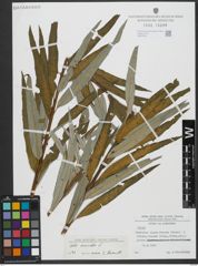 Foto von Salix viminalis L.